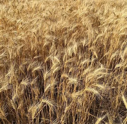 Stunning With Private Pool Kableshkovo (Burgas)